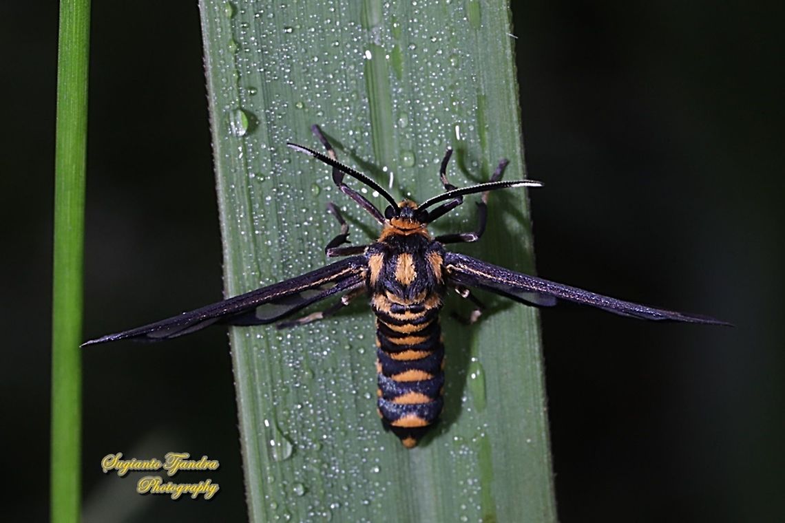 Orange spotted Tiger Moth - Amata huebneri (Huebner's Wasp Moth)  Amata huebneri,Geotagged,Hübner's Wasp Moth,Indonesia,Winter