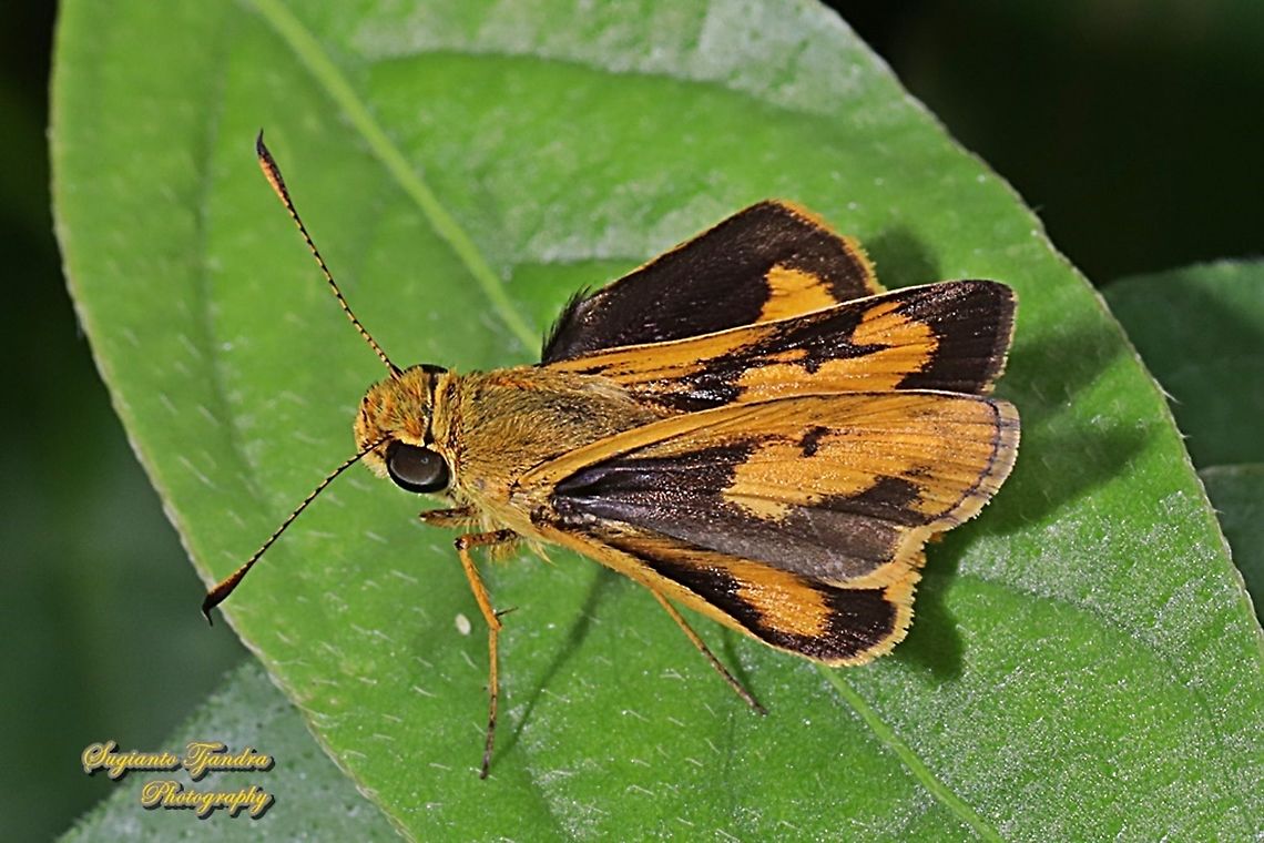 Skipper Butterfly, Common dartlet, Oriens gola - Upperside  Common Dartlet,Geotagged,Indonesia,Oriens gola,Winter
