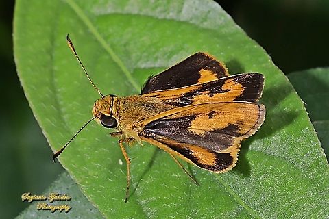 Skipper Butterfly, Common dartlet, Oriens gola - Upperside  Common Dartlet,Geotagged,Indonesia,Oriens gola,Winter