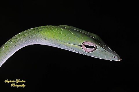 Green Vine snake, Ahaetulla nasuta  Ahaetulla nasuta,Geotagged,Green vine snake,Indonesia,Winter