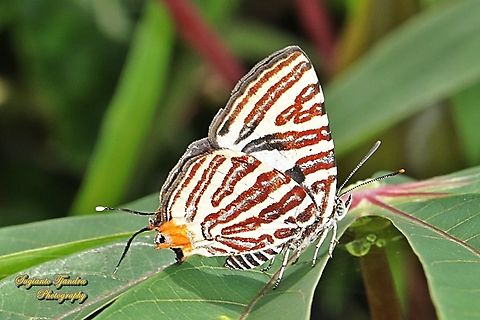 Long-banded silverline, Cigaritis (Spindasis) lohita ssp lohita  Cigaritis lohita,Geotagged,Indonesia,Long-banded silverline,Winter