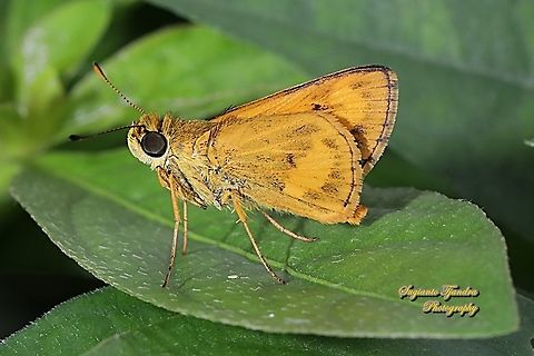 Skipper Butterfly, Common dartlet, Oriens gola - lowerside  Geotagged,Indonesia,Oriens gola,Winter