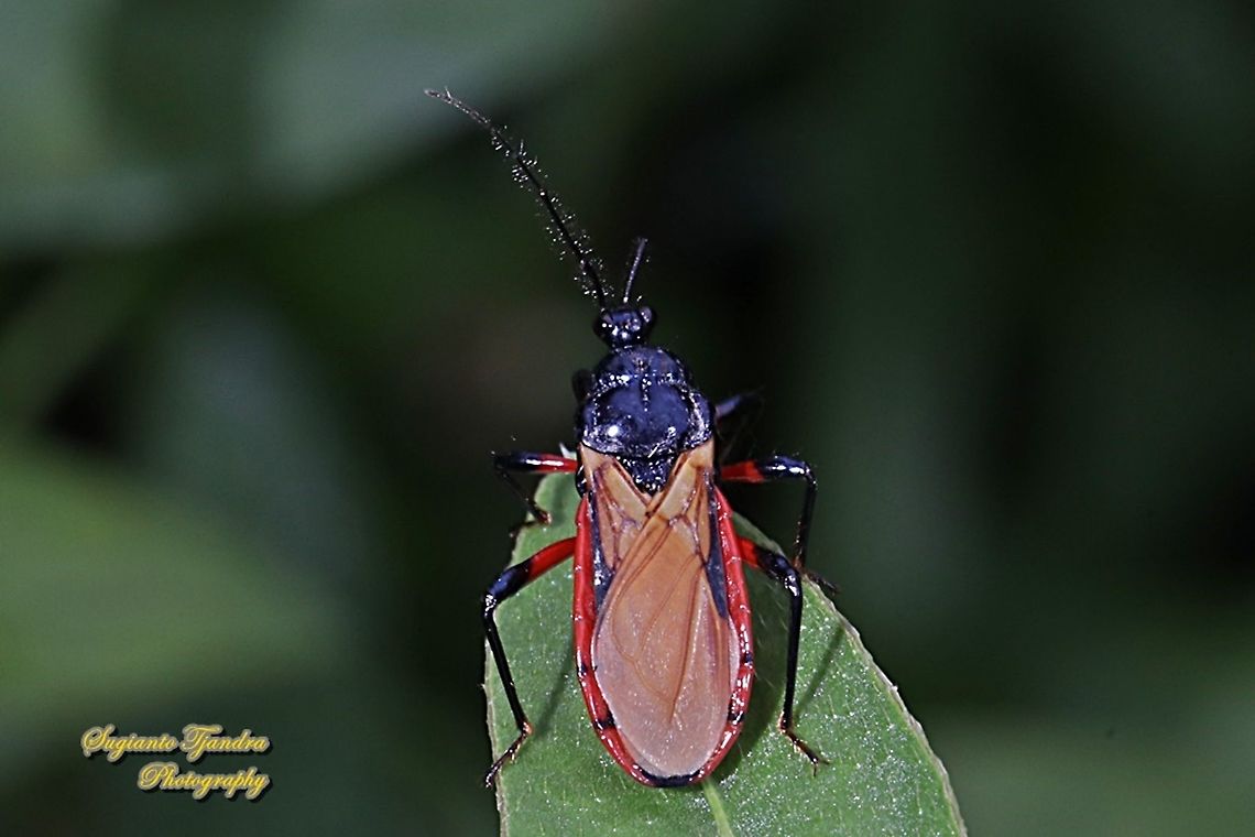 Millipede Assassin Bug, Ectrichodiinae, Reduviidae  Geotagged,Indonesia,Winter