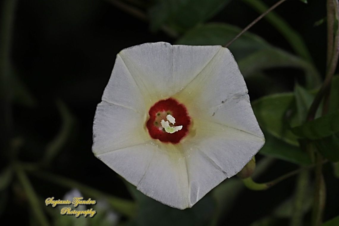 Obscure morning glory flower, Ipomoea obscura  Geotagged,Indonesia,Ipomoea obscura,Obscure Morning Glory,Winter
