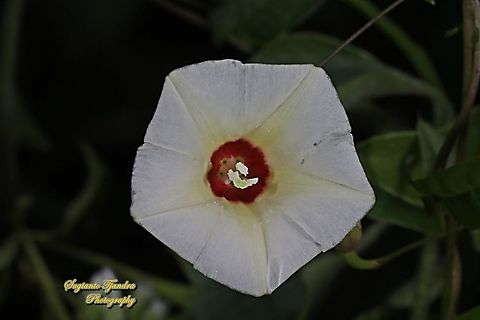 Obscure morning glory flower, Ipomoea obscura  Geotagged,Indonesia,Ipomoea obscura,Obscure Morning Glory,Winter