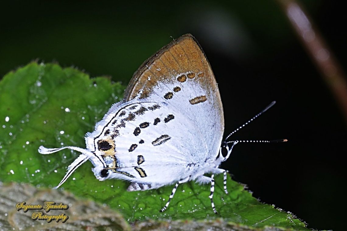 Spotted Spark butterfly, Sinthusa malika ssp malika  Geotagged,Indonesia,Sinthusa malika,Winter