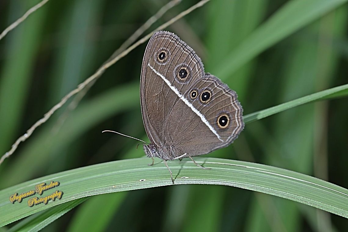 Dark Grass-brown butterfly, Orsotriaena medus cinerea  Dark grass-brown,Geotagged,Indonesia,Orsotriaena medus,Winter