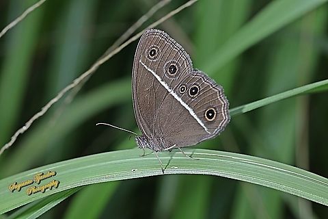 Dark Grass-brown butterfly, Orsotriaena medus cinerea  Dark grass-brown,Geotagged,Indonesia,Orsotriaena medus,Winter