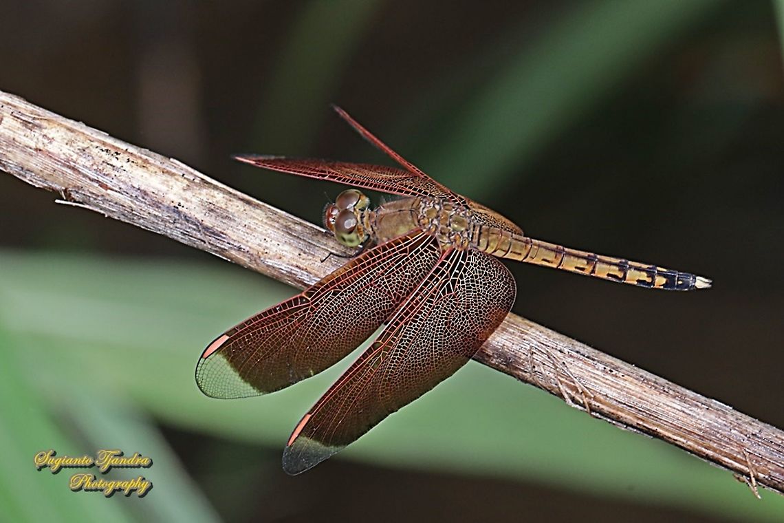 Red-winged Dragonfly, Neurothemis terminata, family Libellulidae - Male  Geotagged,Indonesia,Indonesian Red-winged Dragonfly,Neurothemis terminata,Winter