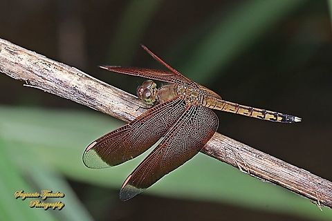 Red-winged Dragonfly, Neurothemis terminata, family Libellulidae - Male  Geotagged,Indonesia,Indonesian Red-winged Dragonfly,Neurothemis terminata,Winter