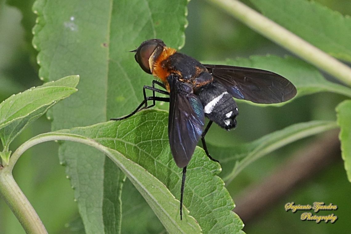 Ligyra bee fly (Ligyra tantalus), Bombyliidae  Geotagged,Indonesia,Ligyra tantalus,Winter