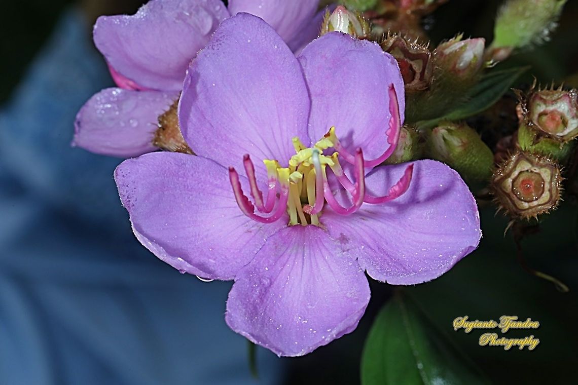 Senduduk Flower/Malabar melastoma, Melastoma malabathricum (family Melastomataceae)  Geotagged,Indonesia,Malabar melastome,Melastoma malabathricum,Winter