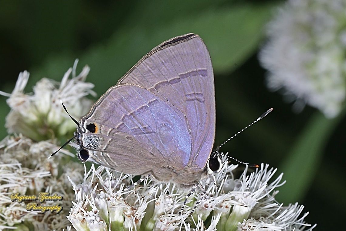 The slate flash butterfly, Rapala manea ssp asikana, family Lycaenidae  Geotagged,Indonesia,Rapala manea,Winter