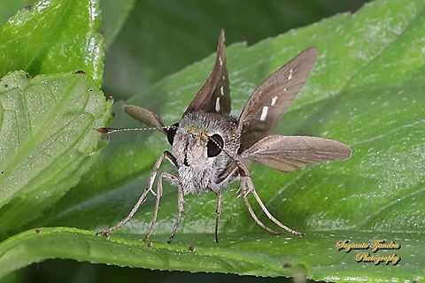 Skipper butterfly, Parnara sp.  Geotagged,Indonesia,Winter