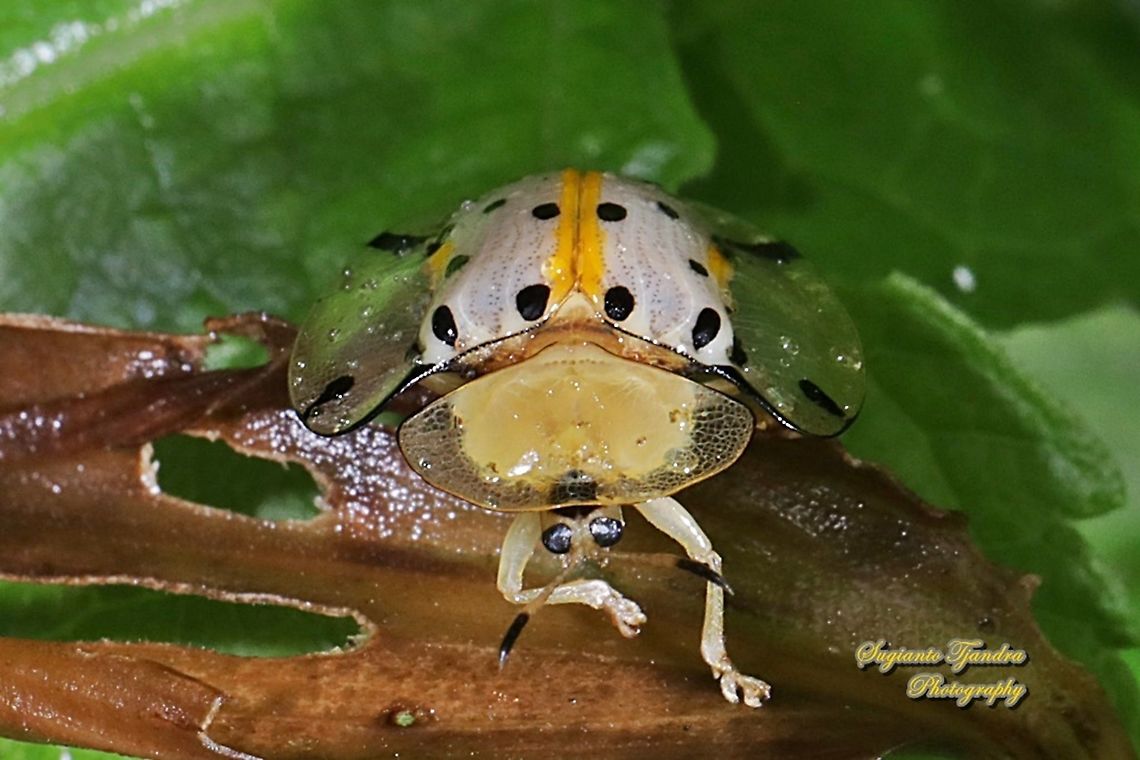 Spotted Tortoise beetle, Aspidomorpha miliaris, family Chrysomelidae  Aspidimorpha miliaris,Geotagged,Indonesia,Sweetpotato Leaf Beetle,Winter