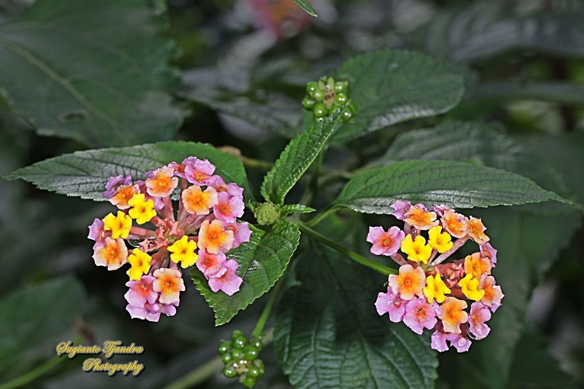 West Indian Lantana, Lantana Camara, Verbenaceae  Common Lantana,Geotagged,Indonesia,Lantana camara,Winter