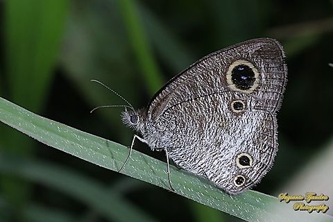 Java's three ring Buttefly, Ypthima nigricans Ssp nigricans  Geotagged,Indonesia,Winter,Ypthima nigricans