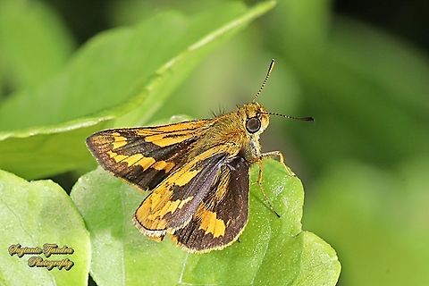 Skipper Butterfly - The Lesser Dart, Potanthus omaha  Geotagged,Indonesia,Lesser dart,Potanthus omaha,Winter
