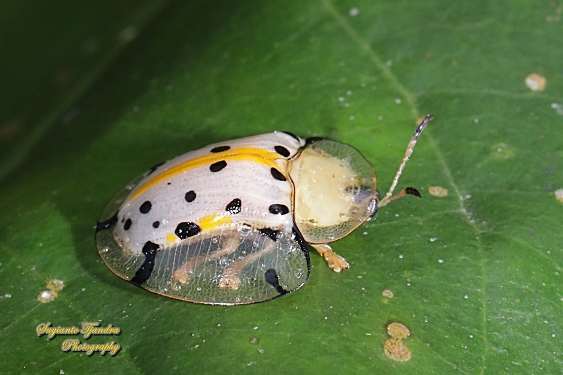 Spotted Tortoise beetle, Aspidomorpha miliaris, family Chrysomelidae  Aspidimorpha miliaris,Geotagged,Indonesia,Sweetpotato Leaf Beetle,Winter