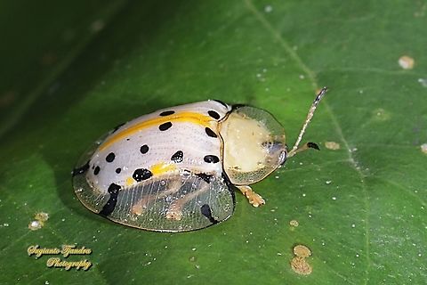 Spotted Tortoise beetle, Aspidomorpha miliaris, family Chrysomelidae  Aspidimorpha miliaris,Geotagged,Indonesia,Sweetpotato Leaf Beetle,Winter