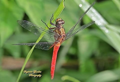 Crimson Dropwing Orange Skimmer (Orthetrum testaceum) - Male  Geotagged,Indonesia,Orange Skimmer,Orthetrum testaceum,Winter