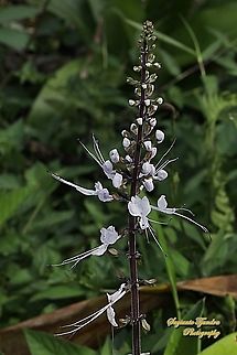Kumis Kucing/ Cat's whiskers flowers, Orthosiphon aristatus, family of Lamiaceae / Labiatae  Geotagged,Indonesia,Orthosiphon aristatus,Winter