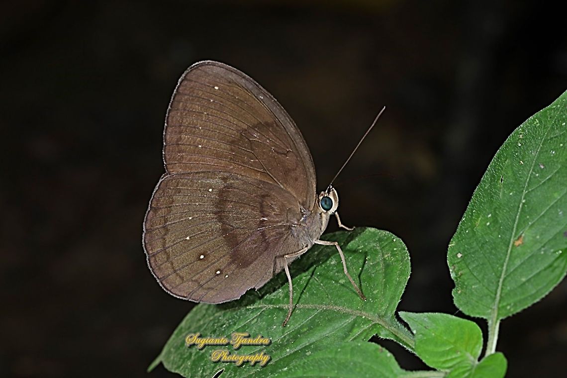 The Common Faun butterfly, Faunis canens ssp canens  Common faun,Faunis canens,Geotagged,Indonesia,Winter