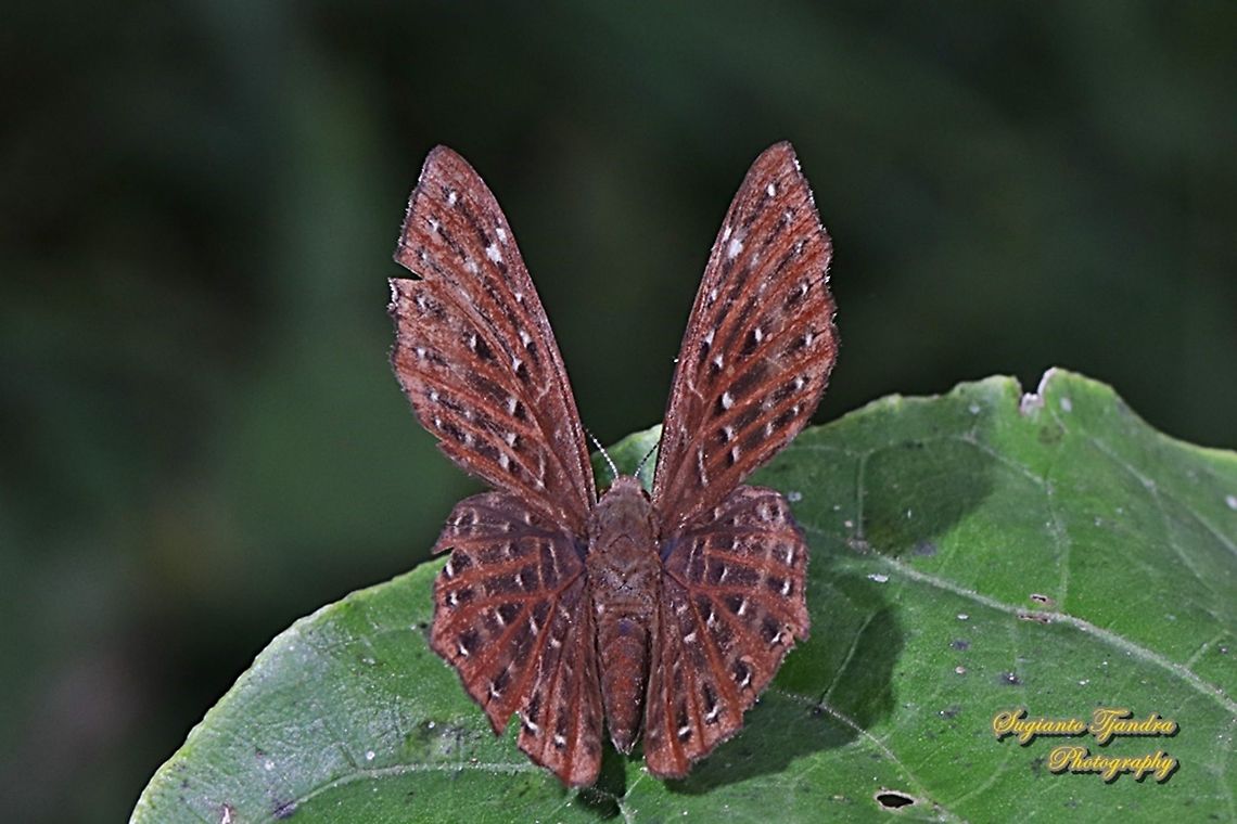 The Punchinello Butterfly, Zemeros flegyas javanus, (family Riodinidae)  Geotagged,Indonesia,Punchinello,Winter,Zemeros flegyas