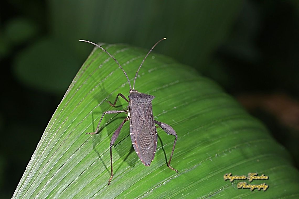 Leaf-footed Bug, Cletus sp.( Family Coreidae)  Geotagged,Indonesia,Winter