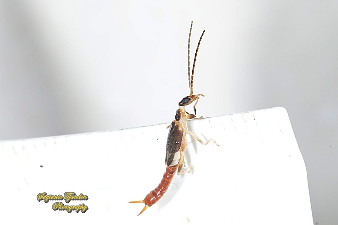 Shore Earwig, Labidura riparia, family Labiduridae  Geotagged,Indonesia,Labidura riparia,Winter