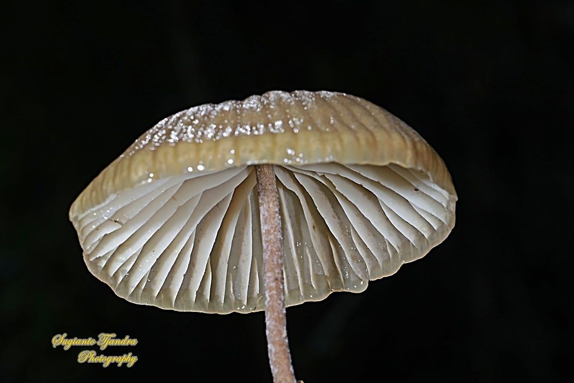 Mushrooms  Geotagged,Indonesia,Winter