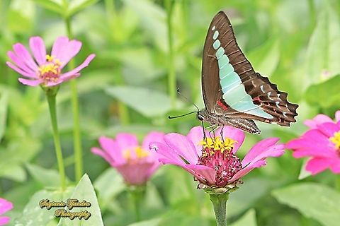 Common Bluebottle butterfly, Graphium sarpedon ssp luctatius "sucking nectar on the Zinnia flower"  Common Bluebottle,Geotagged,Graphium sarpedon,Indonesia,Winter