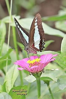 Common Bluebottle butterfly, Graphium sarpedon ssp luctatius "sucking nectar on the Zinnia flower"  Common Bluebottle,Geotagged,Graphium sarpedon,Indonesia,Winter