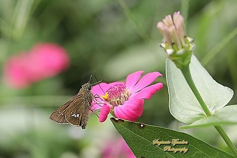 Skipper butterfly, Parnara sp. "siucking nectar on the Zinnia flower"  Geotagged,Indonesia,Winter