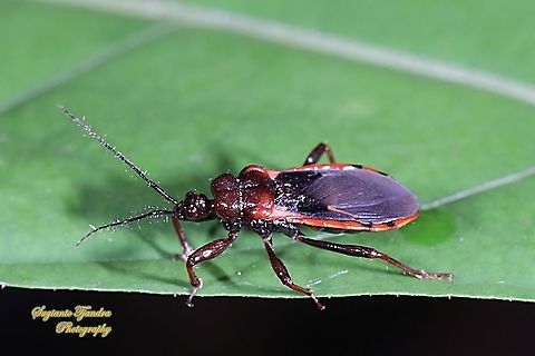 Millipede Assassin Bug, Ectrichodiinae, Reduviidae  Geotagged,Indonesia,Winter