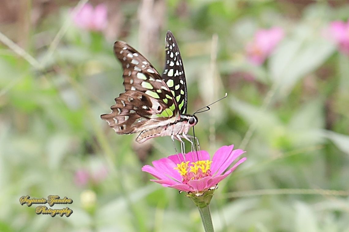 The Tailed Jay Butterfly, Graphium agamemnon "sucking nectar on  the Zinnia flower"  Geotagged,Graphium agamemnon,Indonesia,Tailed Jay,Winter