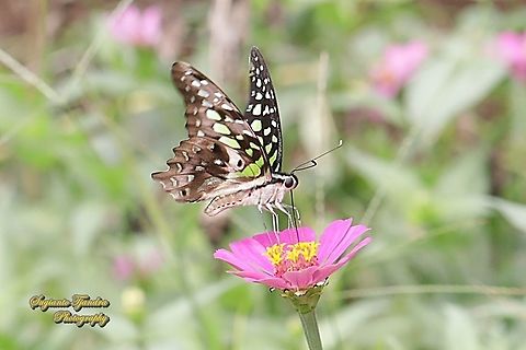 The Tailed Jay Butterfly, Graphium agamemnon "sucking nectar on  the Zinnia flower"  Geotagged,Graphium agamemnon,Indonesia,Tailed Jay,Winter