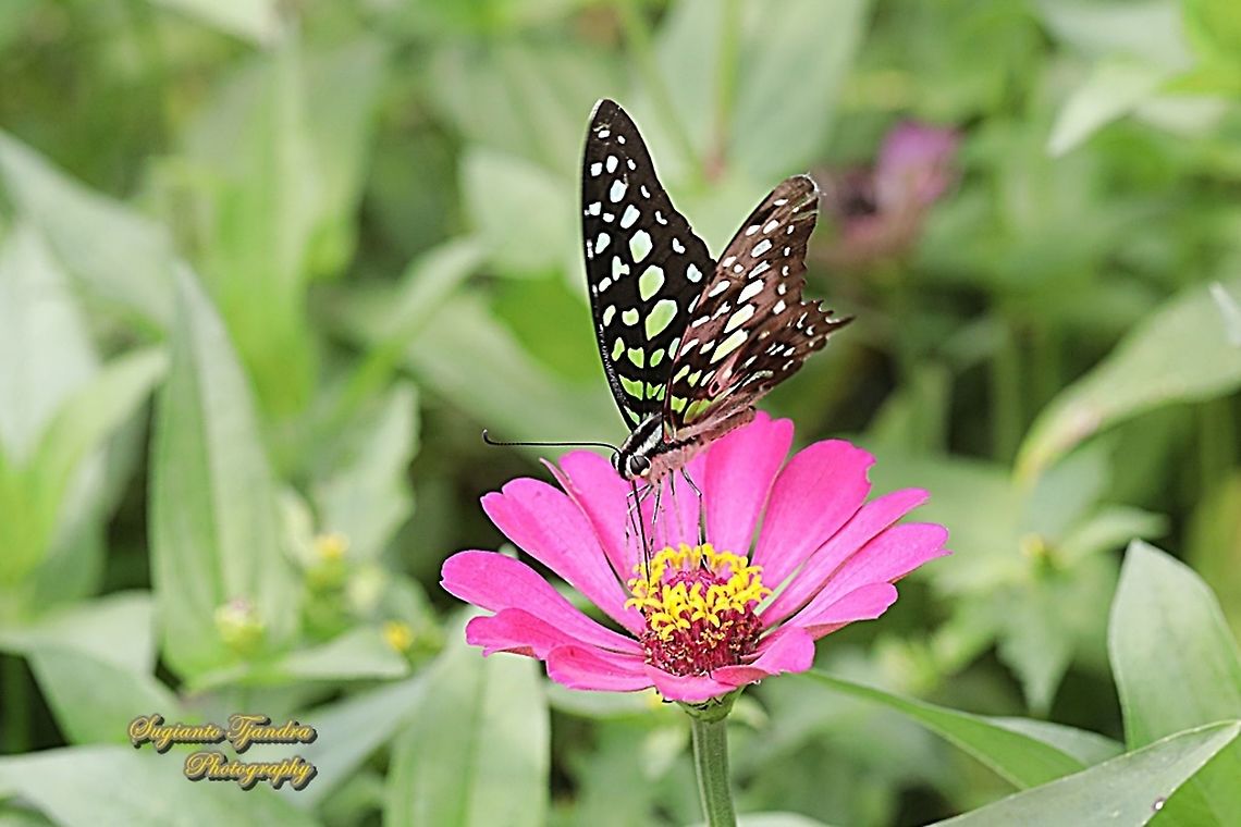 The Tailed Jay Butterfly, Graphium agamemnon "sucking nectar on  the Zinnia flower"  Geotagged,Graphium agamemnon,Indonesia,Tailed Jay,Winter