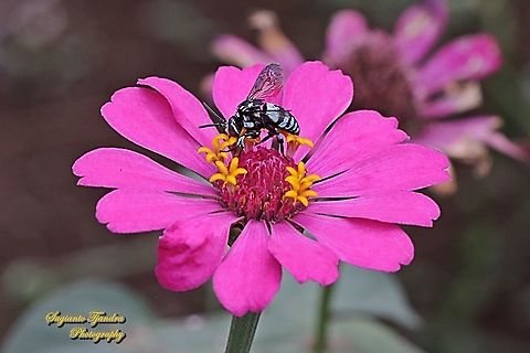 Neon cuckoo bee, Thyreus nitidulus "sucking nectar on the Zinnia flower"  Geotagged,Indonesia,Neon cuckoo bee,Thyreus nitidulus,Winter