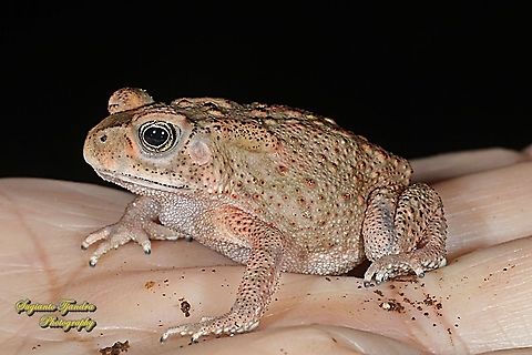 Indonesian Crested Toad, Ingerophrynus biporcatus  Crested toad,Geotagged,Indonesia,Ingerophrynus biporcatus,Winter