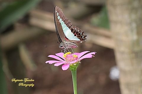 Common Bluebottle butterfly, Graphium sarpedon ssp luctatius "sucking nectar on the Zinnia flower"  Common Bluebottle,Geotagged,Graphium sarpedon,Indonesia,Winter