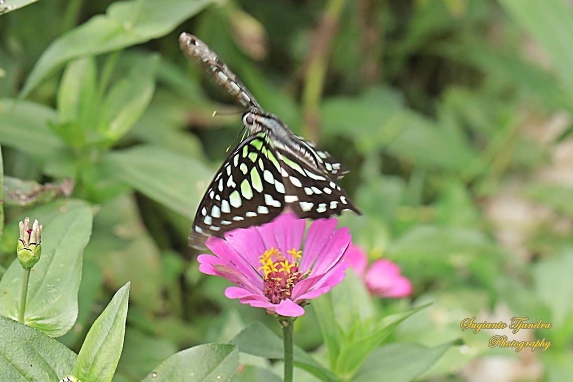 The Tailed Jay Butterfly, Graphium agamemnon "flying over the Zinnia flower"  Geotagged,Graphium agamemnon,Indonesia,Tailed Jay,Winter
