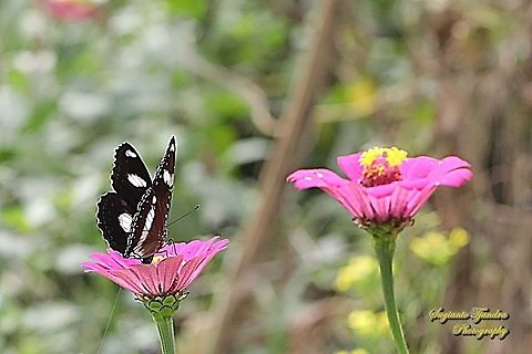 Great eggfly butterfly, Hypolimnas bolina bolina-male "sucking nectar" in the Zinnia flower  Geotagged,Great eggfly,Hypolimnas bolina,Indonesia,Winter