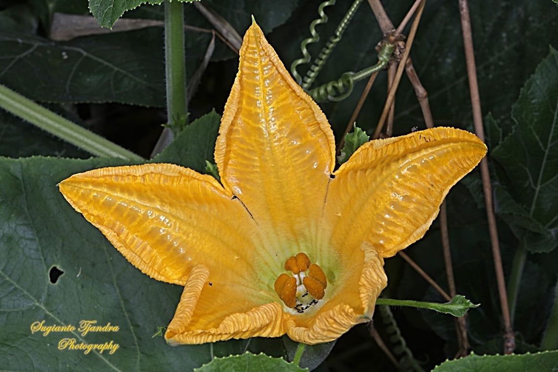 Pumpkin flower, Cucurbita moschata  Cucurbita moschata,Geotagged,Indonesia,Squash or Pumpkin,Winter
