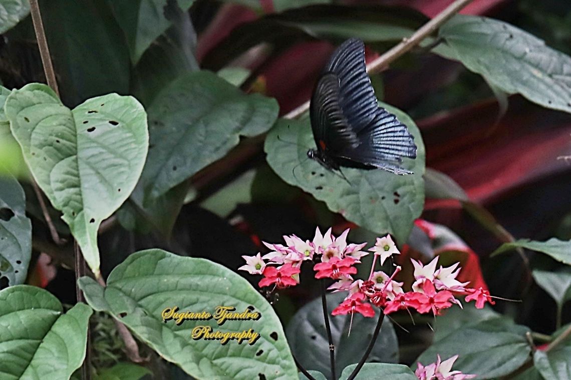 Great Mormon Butterfly, Papilio Memnon Memnon - Male  Geotagged,Great Mormon,Indonesia,Papilio memnon,Winter