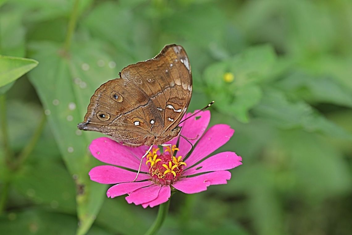 Autumn leaf butterfly, Doleschallia bisaltide - "sucking nectar on the Zinnia flower"  Autumn leaf,Doleschallia bisaltide,Geotagged,Indonesia,Winter