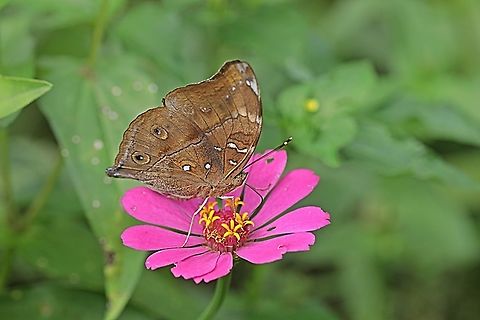 Autumn leaf butterfly, Doleschallia bisaltide - "sucking nectar on the Zinnia flower"  Autumn leaf,Doleschallia bisaltide,Geotagged,Indonesia,Winter