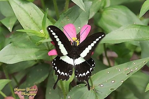 The banded swallowtail butterfly, Papilio demolion demolion - upperside "sucking nectar" on the Zinnia flower  Banded Swallowtail,Geotagged,Indonesia,Papilio demolion,Winter