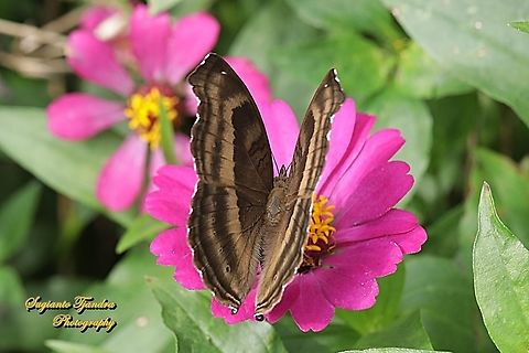 The Chocolate Pansy, Junonia Iphita - upperside "sucking nectar on the Zinnia flower"  Chocolate soldier,Geotagged,Indonesia,Junonia iphita,Winter