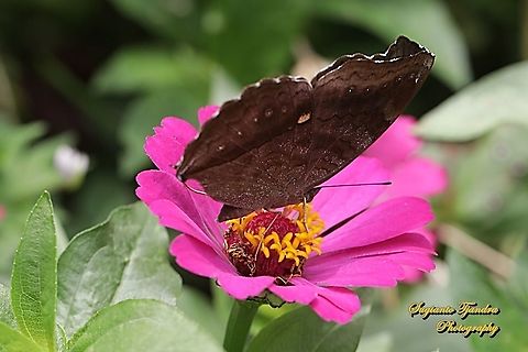 The Chocolate Pansy, Junonia Iphita - lowerside "sucking nectar on the Zinnia flower"  Chocolate soldier,Geotagged,Indonesia,Junonia iphita,Winter
